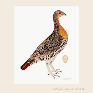 Rudbeck Capercaillie Hen Swedish bird print. 