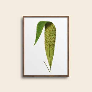 Green fern in a frame