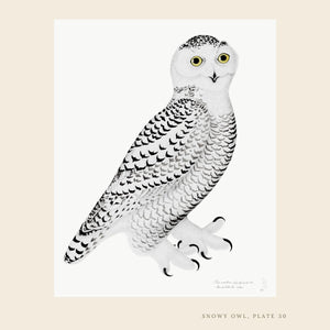 Rudbeck snowy owl art print.