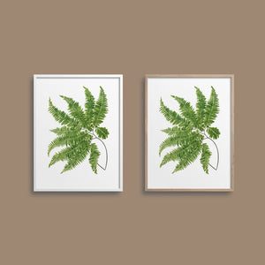 Framed fern art print.
