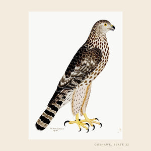 Rudbeck Goshawk Swedish bird print.