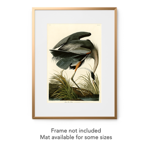 Audubon blue heron art print