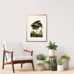 framed Audubon bird print