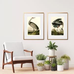 two framed Audubon bird prints