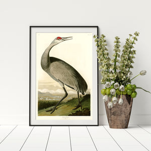 Framed Audubon hooping crane.
