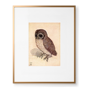 Dürer little owl art print