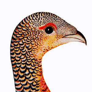 closeup of Rubeck's Capercaillie Hen