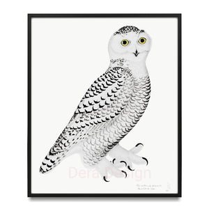 Rudbeck snowy owl in portrait