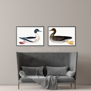 Olof Rudbeck Goosander Duck Swedish Bird Print