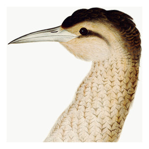 Closeup of Bittern bird print by Rudbeck.