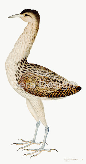 Long, rectangular Rudbeck Bittern bird print.