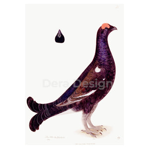 Black Grouse Cock giclée bird print