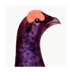 Black Grouse Cock giclée bird print closup head