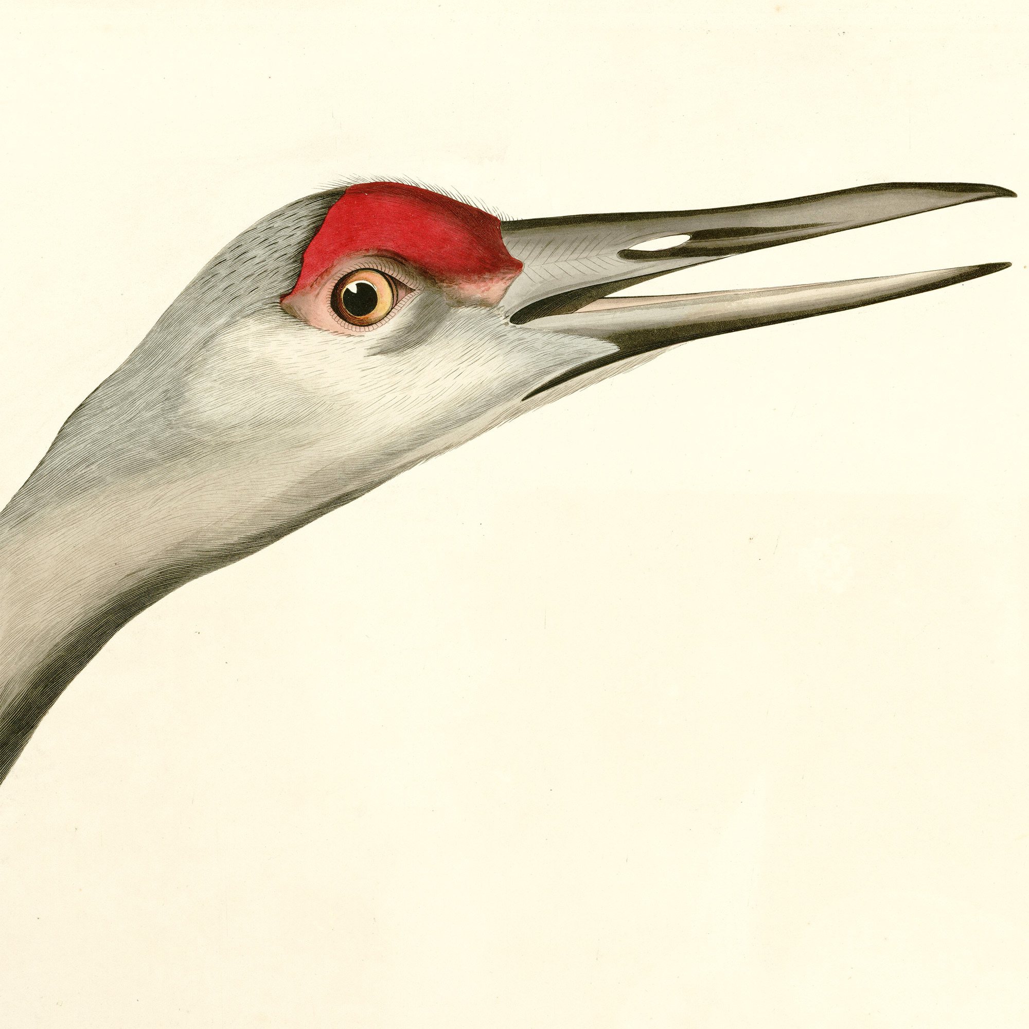 Flying Sandhill Crane Illustration / Crane Bird Drawing / Flying Crane Art  Print - Crane - Pin | TeePublic