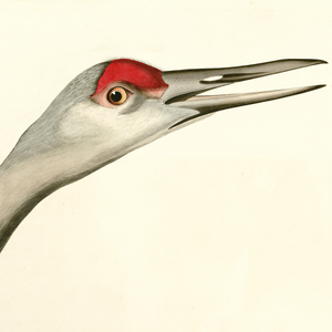 Closeup of Hooping Crane head.