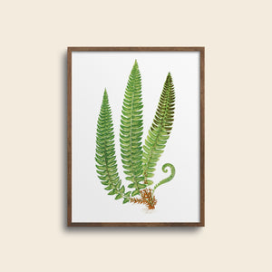 Framed fern art print.