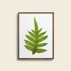 Framed fern.