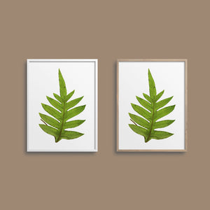 Framed ferns.