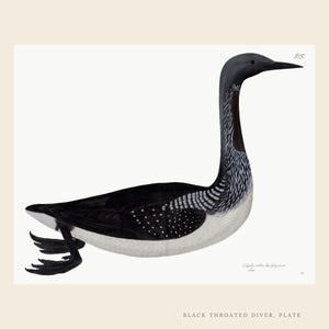 Rudbeck Black Throated Diver bird print.