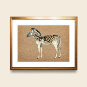 Gold framed vintage zebra.